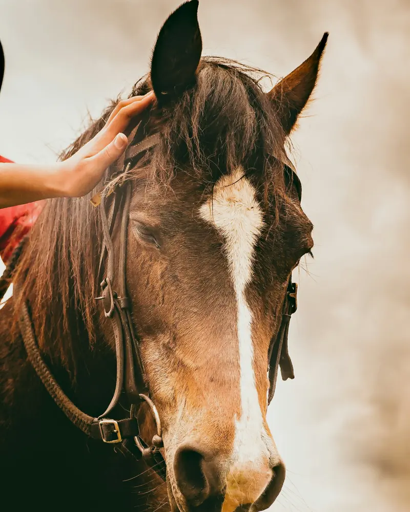 Een hand rust op het voorhoofd van een bruin paard met een bles