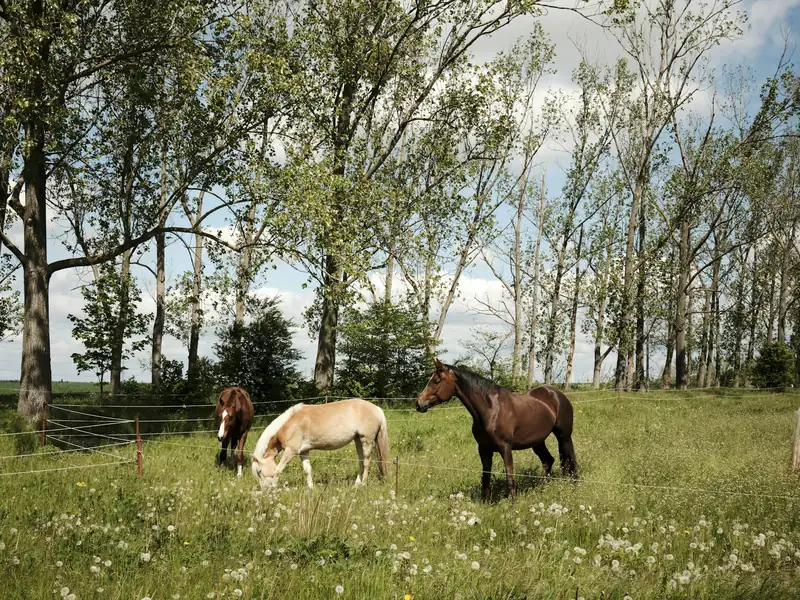 Paarden samen in een wei met bomen